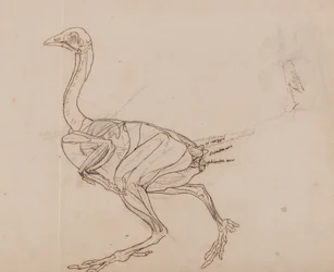 Vergleichende anatomische Darstellung der Struktur des menschlichen Körpers mit der eines Tigers und einer Kuh